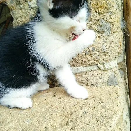 Monolocale Stiacce 公寓 *